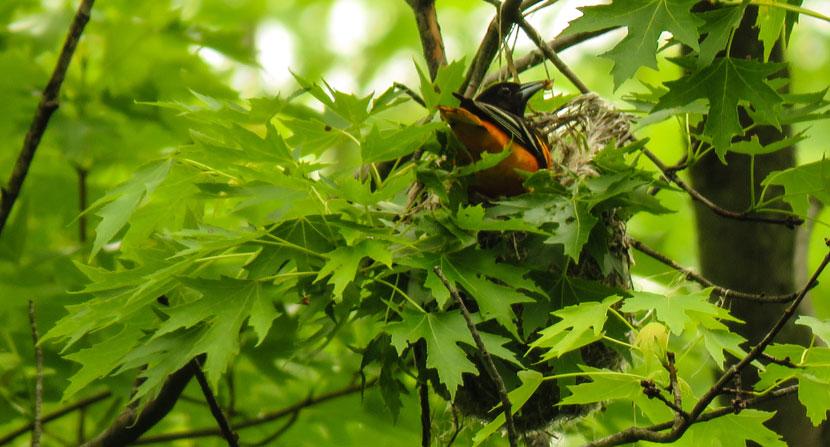 Baltimore Oriole Sits on Nest during Spring in New Hampshire
