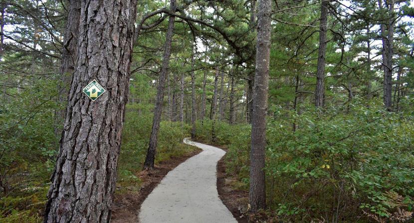 Accessible trail through pine barren habitat in Ossipee New Hampshire