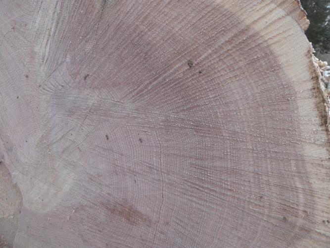 Cross-section of a cut red oak sawlog.  Can you count back to the 1990 harvest and see the increase in the growth rate?