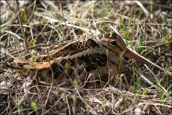An american woodcock with its classic long beak lays down in grass