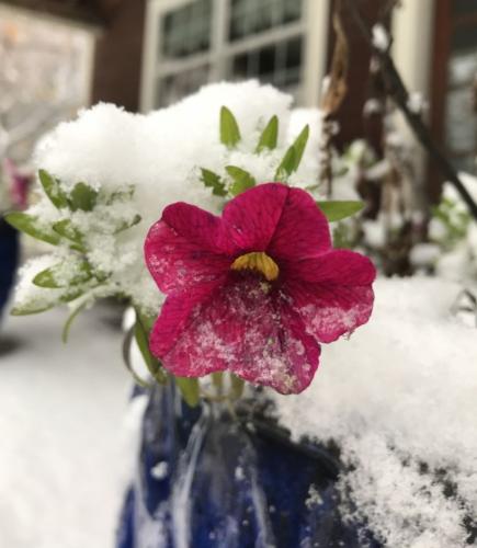 A pink petunia is covered in an early snow in October.