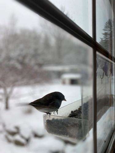 Silhouette of Dark Eyed Junco perched outside window at sunflower feeder