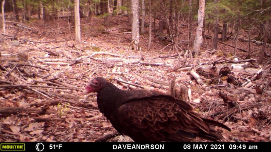 Turkey vulture hunched in logging slash feeding