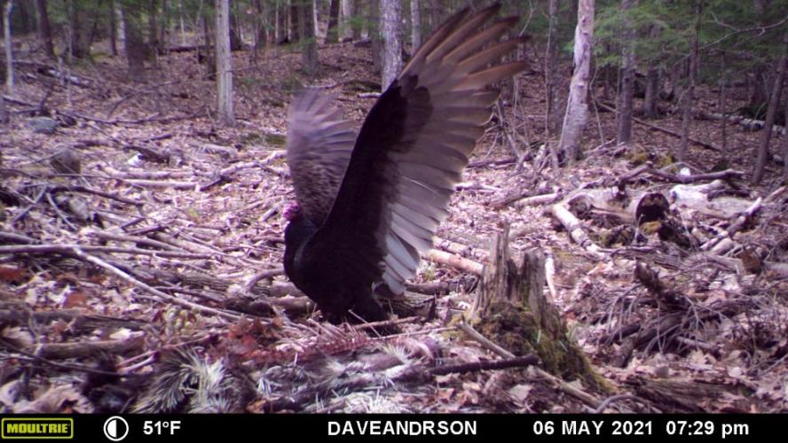 Game camera photo of turkey vulture on ground with wings spread 