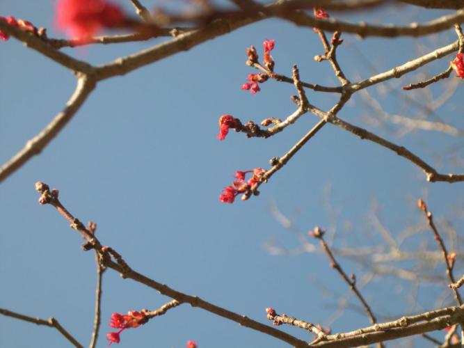 Red maple buds & flowers. Photo DA