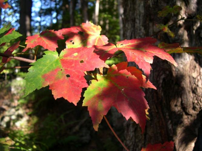 mottled colors - red and green - of Red maple leaves in the sunlight and shadow in the forest understory