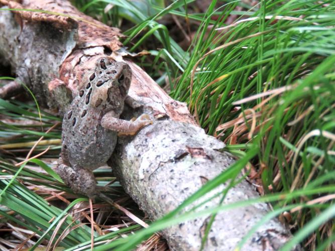 A brownish toad blends into log against green backdrop on Floodplain in August 2022