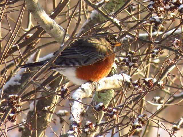 A robin with buff red breast perched amid snowy alder catkins