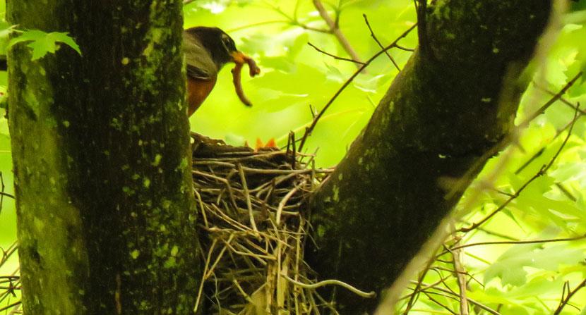 Robin feeding its babies during spring nesting season