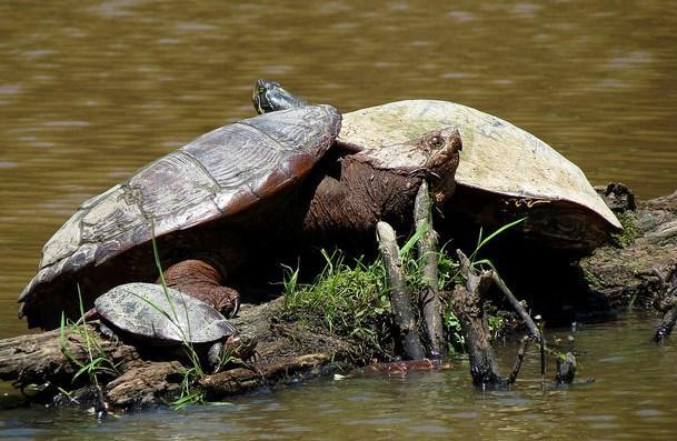 Turtles by Katja Schulz via Flickr/Creative Commons