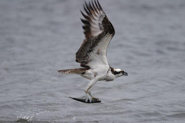 An osprey carries a fish head first over water.
