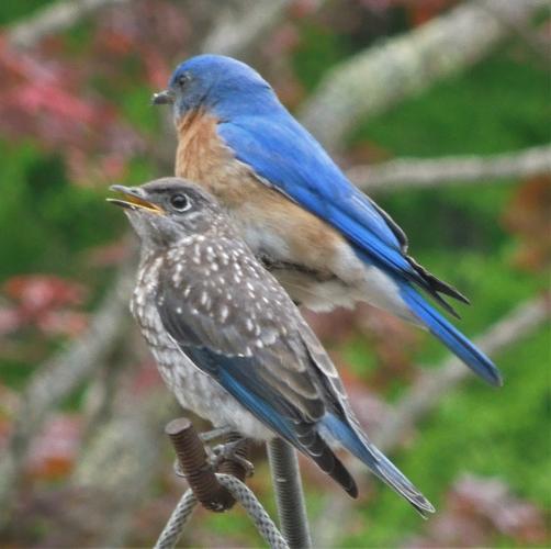 A bluebird dad with young.