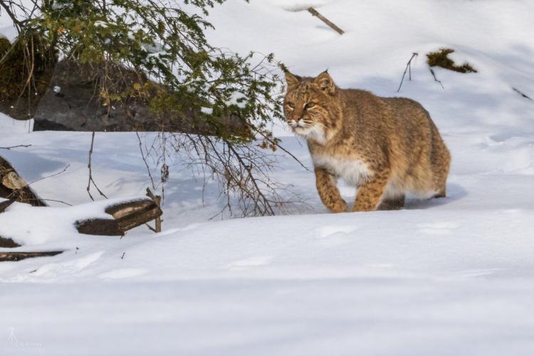 A bobcat is seen standing the snow looking away from the camera. 