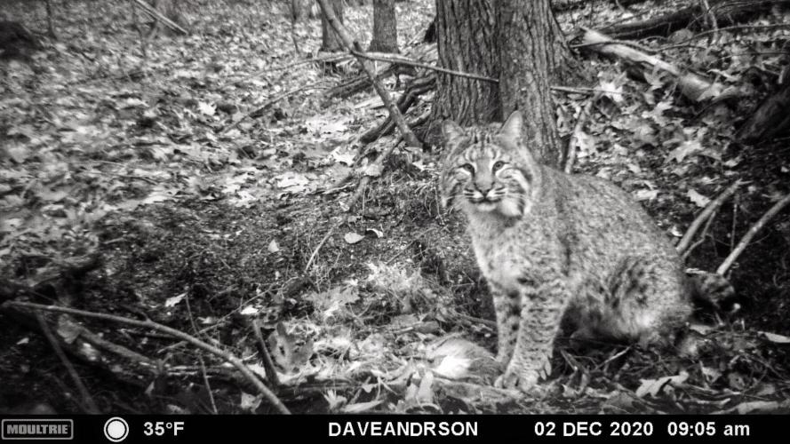 A bobcat in black and white as seen through a wildlife camera at night.