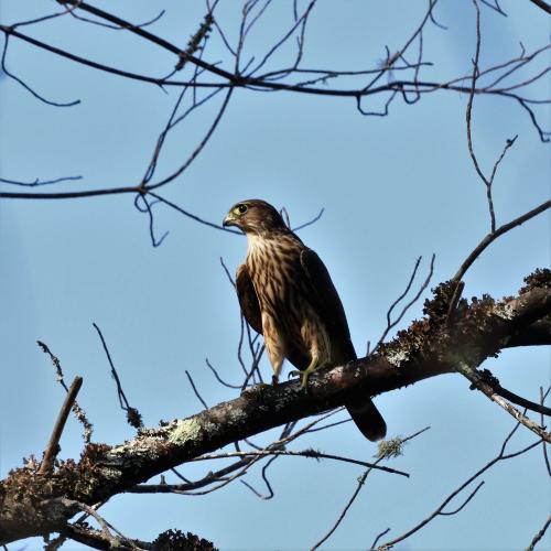 A merlin sits on a tree branch.