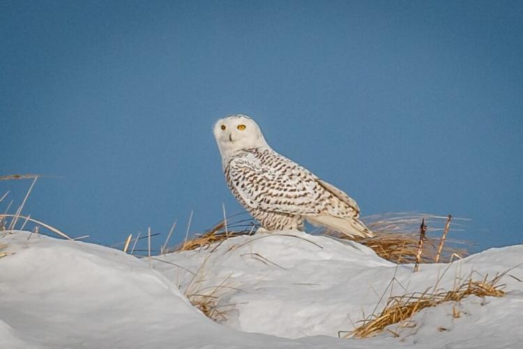 A snowy owl pauses on the ground in winter.
