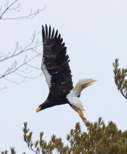 A Steller's sea eagle takes flight.