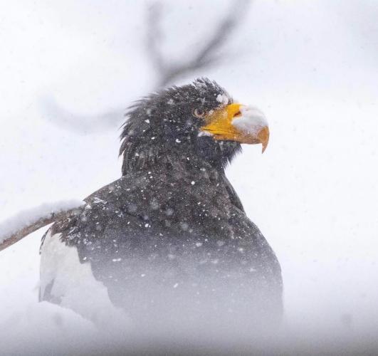The Steller's sea-eagle in profile, covered in snow and enjoying the weather in Maine.
