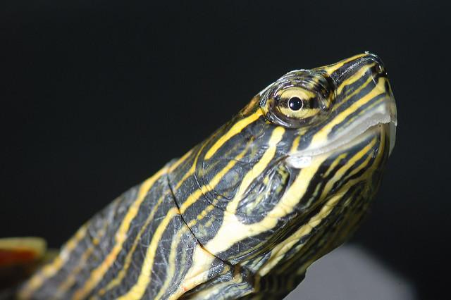 The elegant painted turtle. Courtesy Josh More via Flickr/Creative Commons