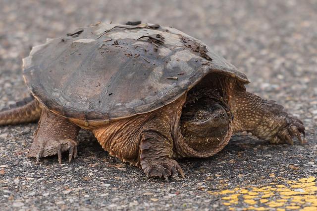 A snapping turtle crossing a road. Courtesy J Van Cise Photos via Flickr/Creative Commons