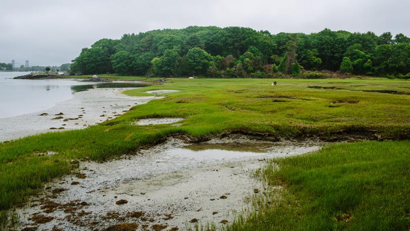 Marsh grasses at the mouth of Sagamore Creek