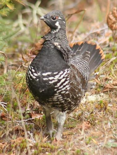 A male spruce grouse seen up close.