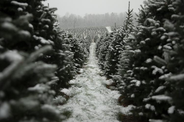A row of Christmas trees under freshly fallen snow at The Rocks. (Photo: Ryan Smith)