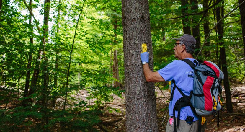 Land Steward painting a blaze on a tree along a forested trail