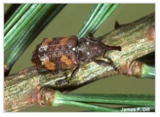A white pine weevil adult on a branch.