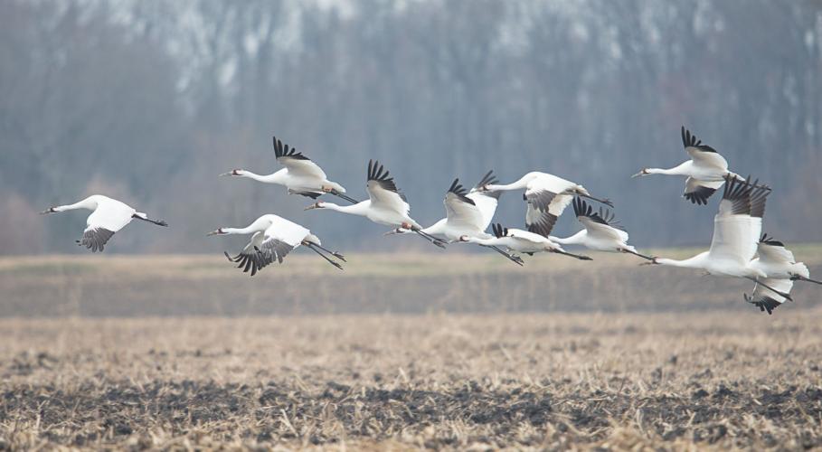 Flock of whooping crane's taking flight off beach.