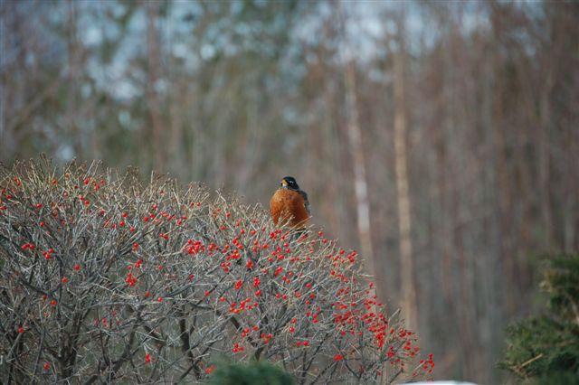 Robin sitting on winterberry holly bush in winter