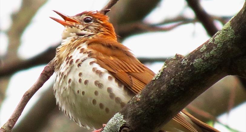 Wood thrush singing in New Hampshire