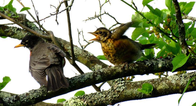 After robins fledge the nest they still rely on their parents for food