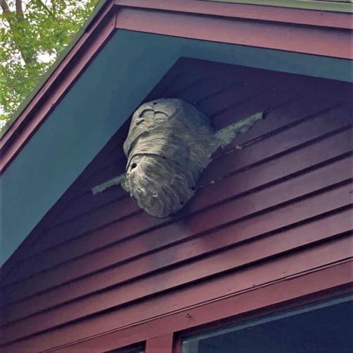 A bald-faced hornet nest is pictured close to a house's eaves.