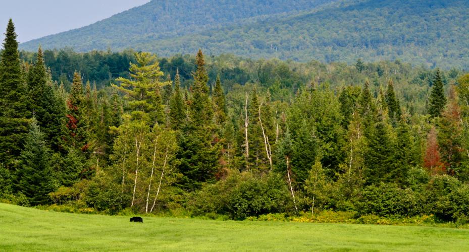 Black bear in northern New Hampshire by Diana LeRoi-Schmidt via Flickr/Creative Commons
