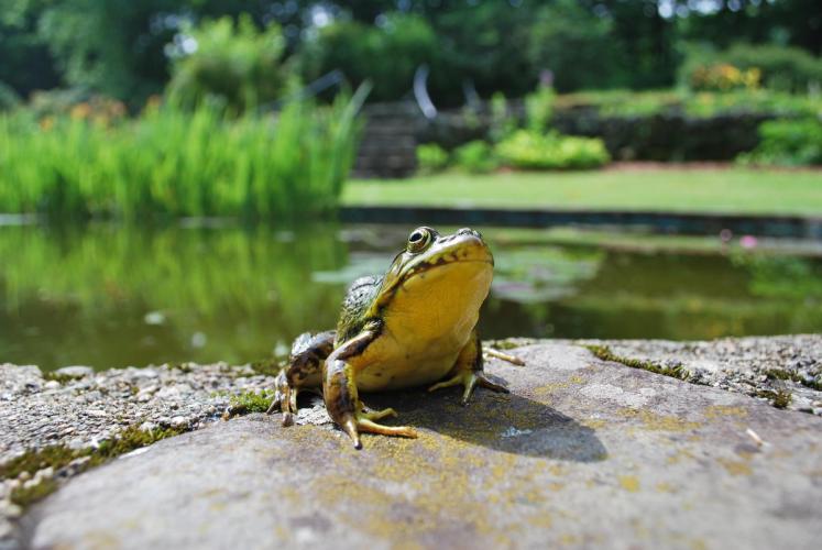 A bright green bullfrog perched at the garden pond at The Rocks in Bethlehem NH