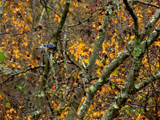 Colorful blue jay in contrasting yellow alder foliage. 