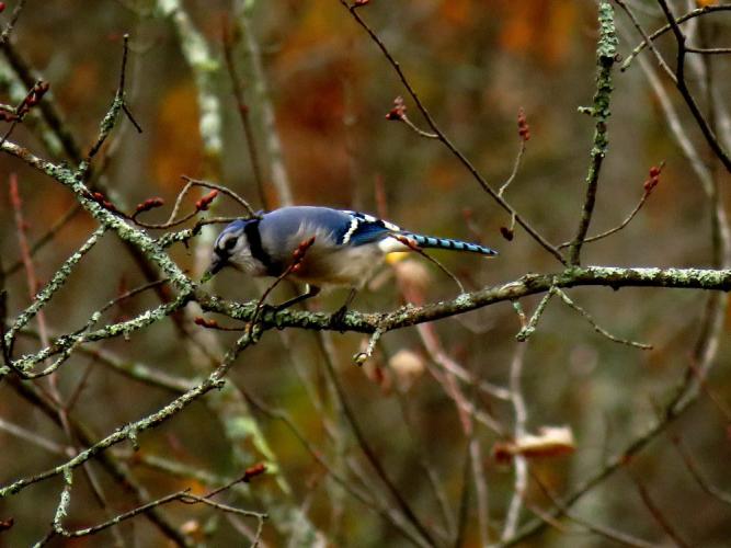 A blue jay in autumn yellow foliage of an alder eating bright green bit of lichen