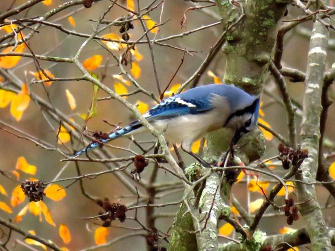 Bright blue jay eats a small dead rodent hung in an alder branch with autumn gold foliage