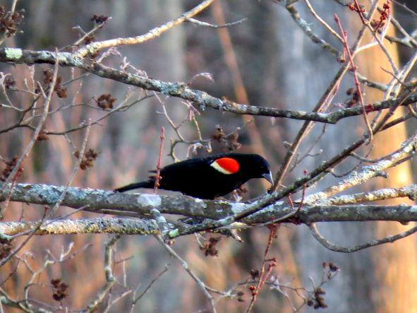 Bright epaulets on wing of black bird perched in maple tree in late winter