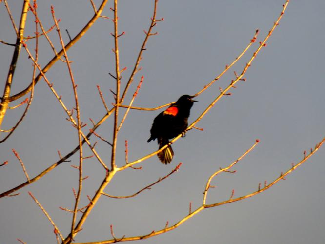 Red-winged black bird calling during early spring in Concord, New Hampshire
