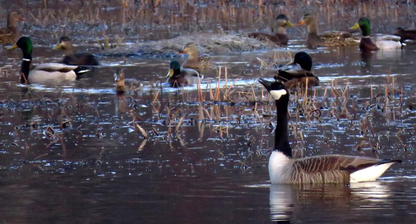 Geese and mallards welcome spring on the floodplain brook