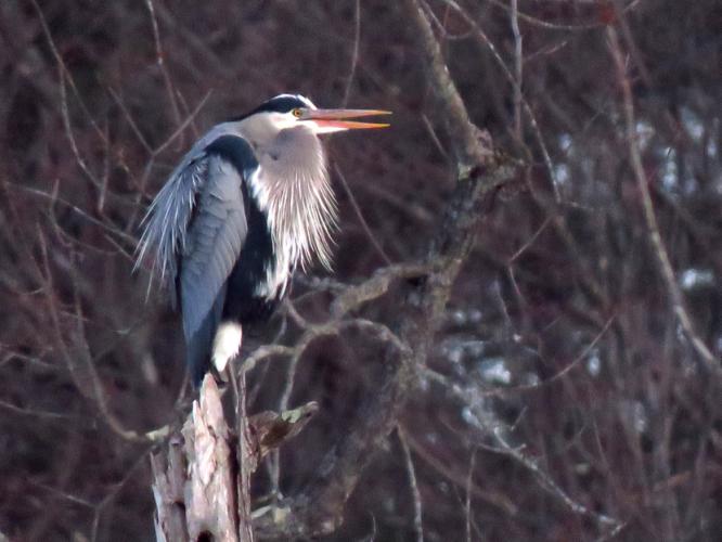 Great Blue Heron during early spring in Concord, New Hampshire