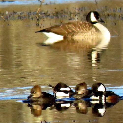 Mergansers and a goose during spring in Concord, New Hampshire