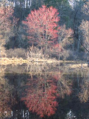 Red maple buds and a reflection on the calm morning water
