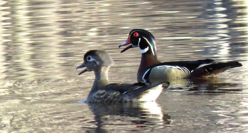 A wood duck pair in spring