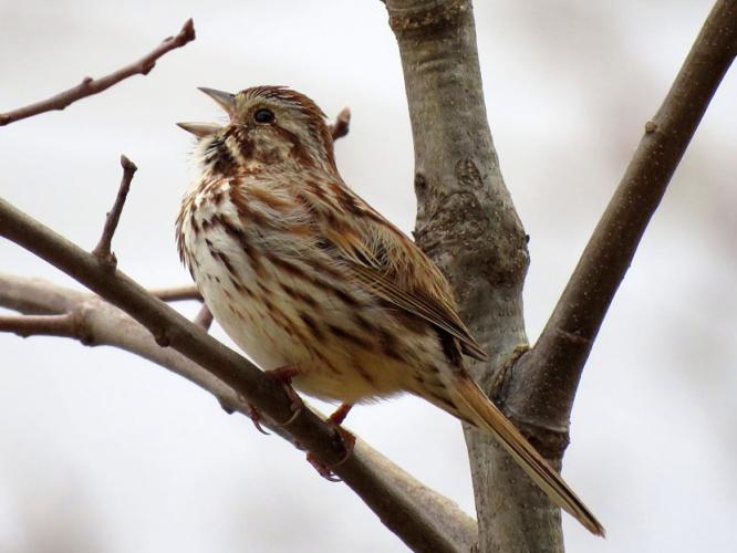 Song Sparrow spring birdsong on a New Hampshire floodplain forest
