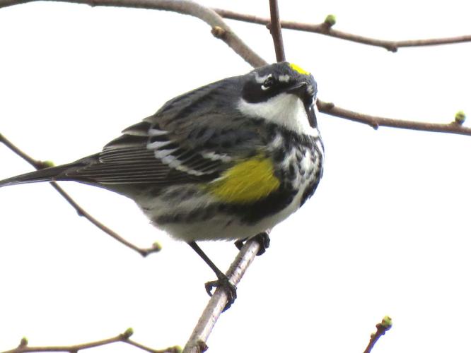 A warbler perches on a branch
