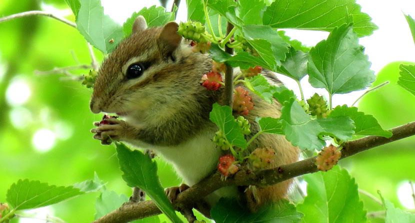 A chipmunk enjoys the berries