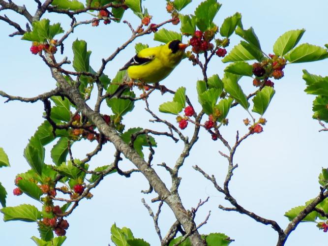 yellow and black goldfinch eating red mulberries against blue sky and green leaves